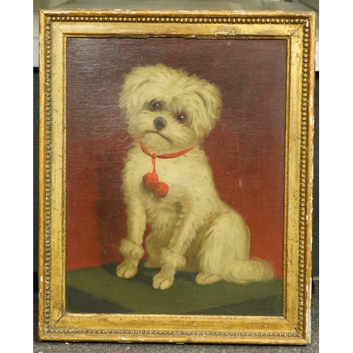 46 - English School c.1840 Portrait of a Maltese terrieroil on canvas38 x 30cm... 