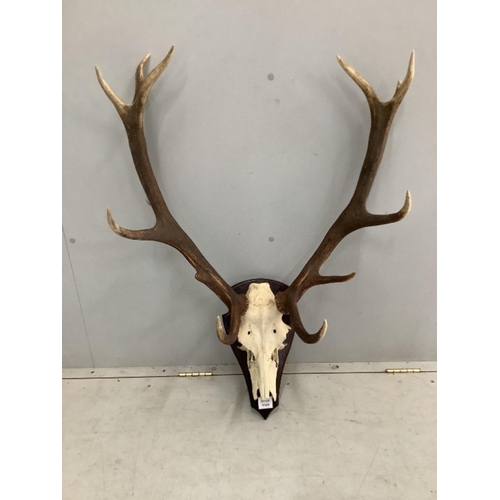 92 - A taxidermy stag skull with antlers on shield shape backplate, height 86cm