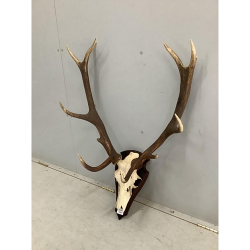 92 - A taxidermy stag skull with antlers on shield shape backplate, height 86cm