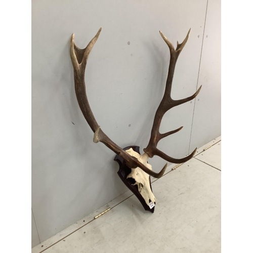 92 - A taxidermy stag skull with antlers on shield shape backplate, height 86cm