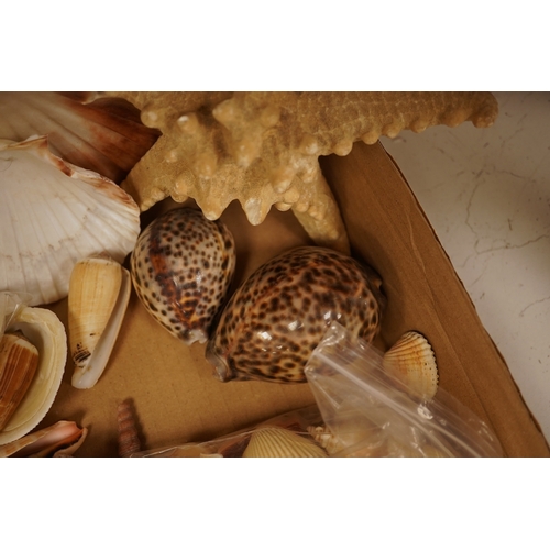 A collection of natural history interest shells to include conch shells ...