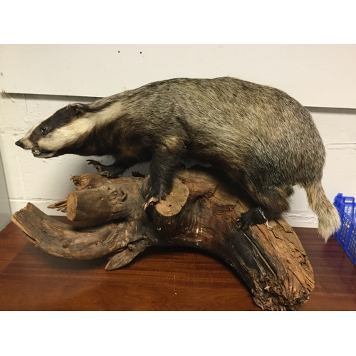 403 - Taxidermy: A mounted badger,
on log -