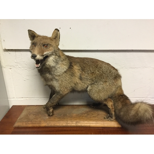 404 - Taxidermy: A mounted fox -