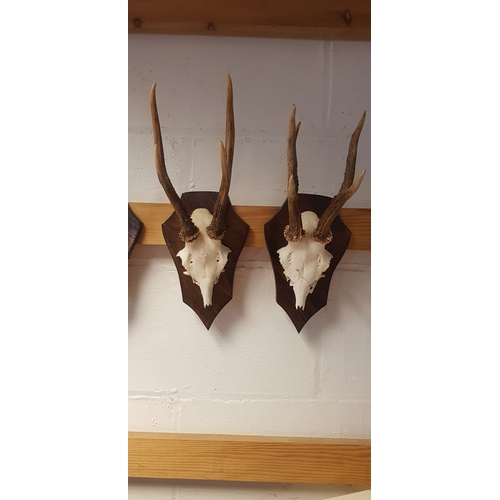 357 - Two pairs of roe deer antlers -