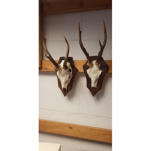 358 - Two pairs of roe deer antlers -