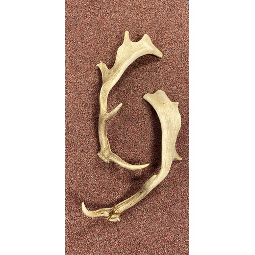 449 - A pair of fallow deer antlers -