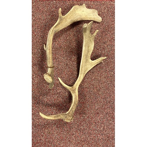 449 - A pair of fallow deer antlers -