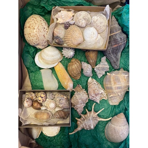 217 - A quantity of shell specimens -