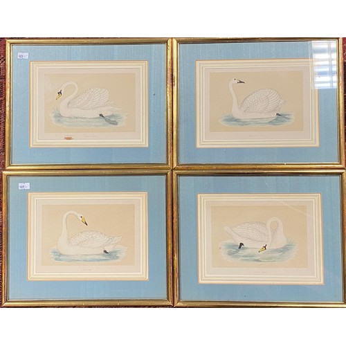 128 - A set of four 19th century engravings of swans -