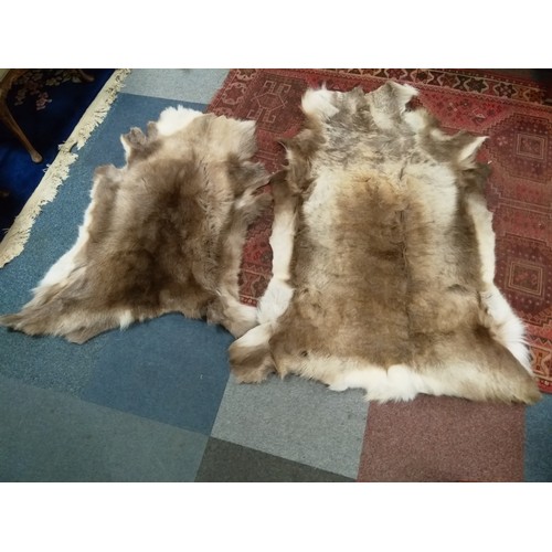 459 - Two reindeer pelts -