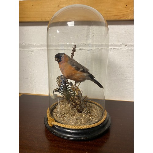 116 - Taxidermy: a bullfinch, in glass domed case -