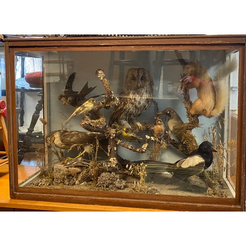 73 - Taxidermy: a case containing tawny owl, magpie, sparrowhawk, woodpecker, red squirrel and other bird... 