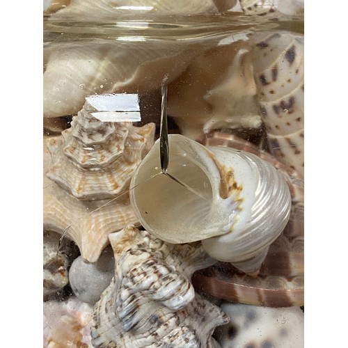 219 - A quantity of shells, in glass jar -