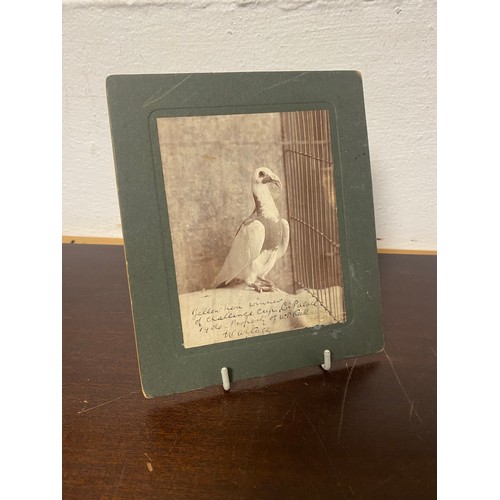 141 - Of Racing Pigeon interest: an Edwardian photograph of a Yellow Hen, winner of the 1906 Challenge Cup... 