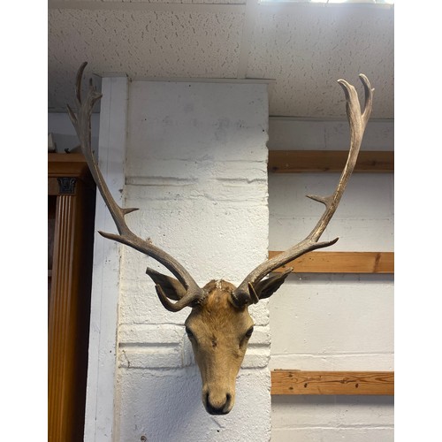 57 - Taxidermy: A Rowland Ward mounted fallow deer head, labelled for 'The Jungle' on reverse -