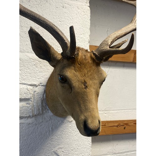57 - Taxidermy: A Rowland Ward mounted fallow deer head, labelled for 'The Jungle' on reverse -