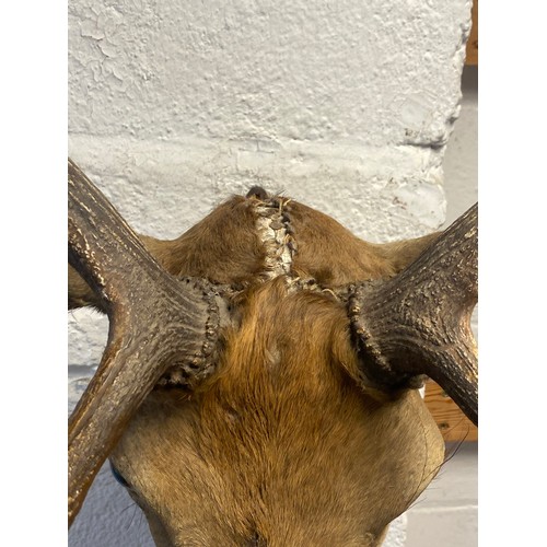 57 - Taxidermy: A Rowland Ward mounted fallow deer head, labelled for 'The Jungle' on reverse -