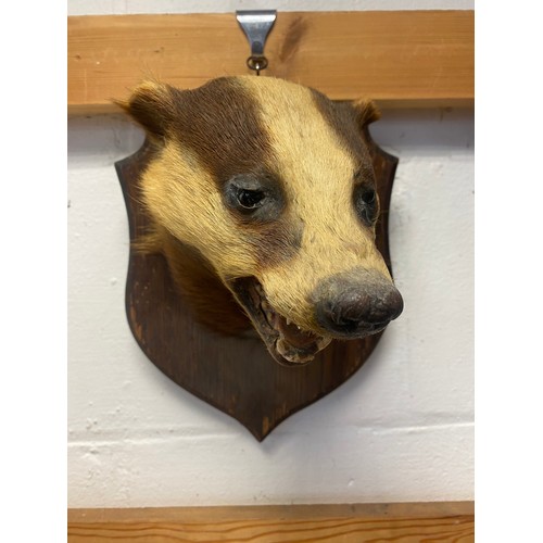 59 - Taxidermy: A mounted badger mask, by J Crewdson, Darwen, on shield mount  -