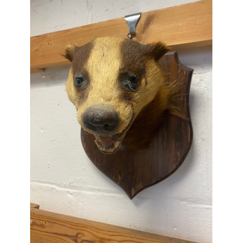 59 - Taxidermy: A mounted badger mask, by J Crewdson, Darwen, on shield mount  -