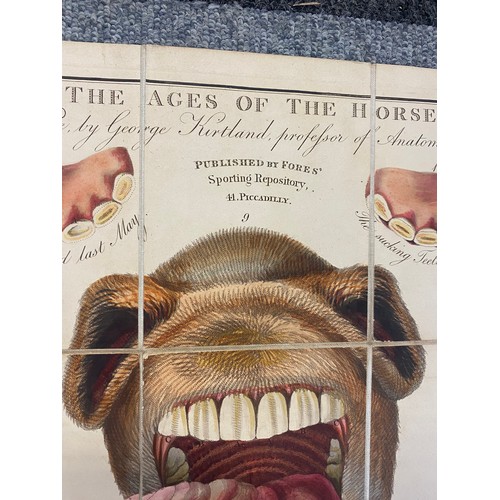130 - The Ages of The Horse, Carefully Drawn from Nature by George Kurtland, published by Fores, 41 Piccad... 