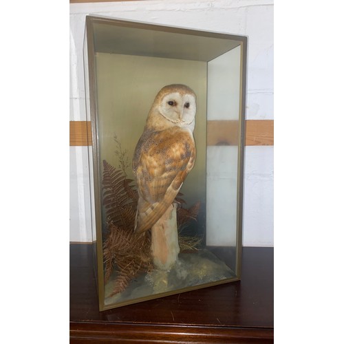 142 - Taxidermy - a cased barn owl, by D I Keningale, Warwickshire -