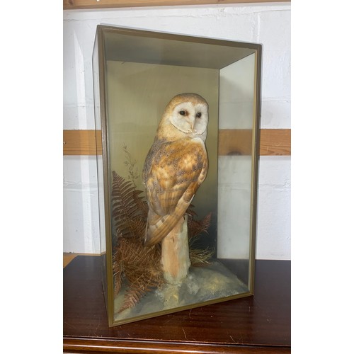 142 - Taxidermy - a cased barn owl, by D I Keningale, Warwickshire -