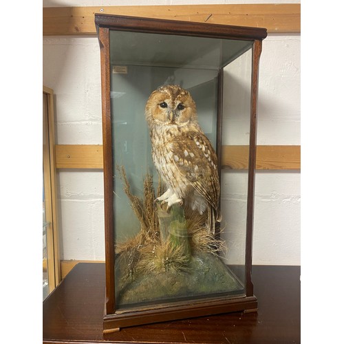 143 - Taxidermy - a cased tawny owl, by D I Keningale, Warwickshire -