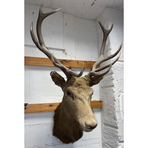 413 - Taxidermy: a red deer head mount -