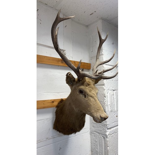 413 - Taxidermy: a red deer head mount -