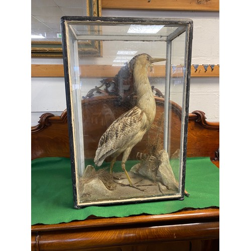 486 - Taxidermy: a Victorian cased bittern -