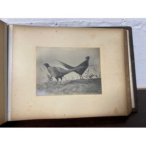 207 - A 19th century photograph album, containing African images, views of Warwick and birds -