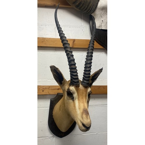 112 - Taxidermy: an early 20th century Grant's Gazelle head, mounted by Edward Gerrard & Sons, shield name... 