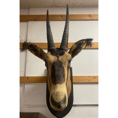 113 - Taxidermy: an early 20th century Fringe-Eared Oryx head, mounted by Edward Gerrard & Sons       
ex ... 
