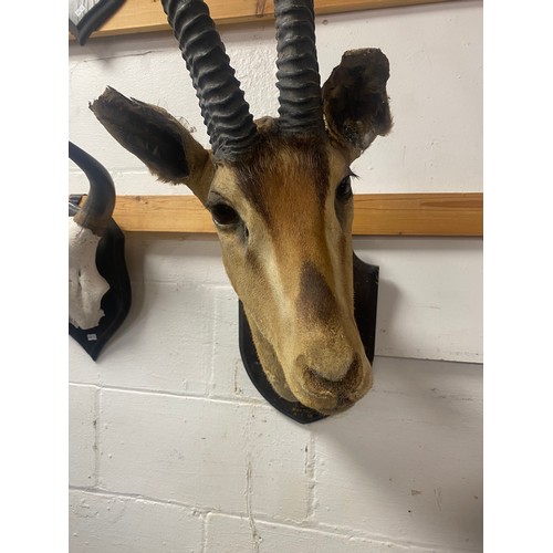 118 - Taxidermy: an early 20th century Grant's Gazelle, mounted by Edward Gerrard & Sons, shield named E d... 