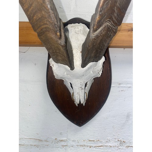 120 - Taxidermy: an early 20th century Ibex skull and horns, mounted by Rowland Ward                      ... 