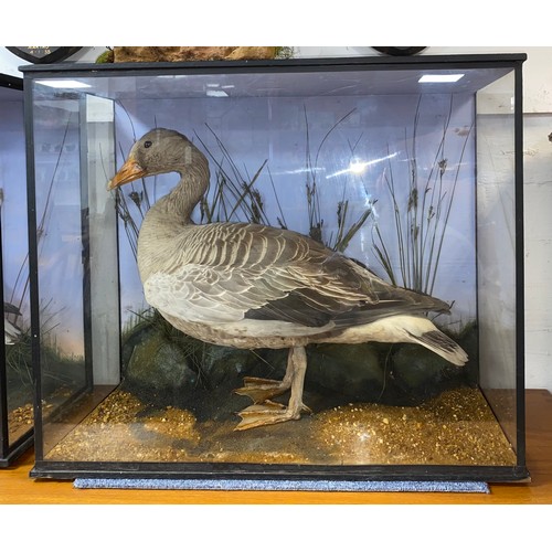 121 - Taxidermy: a cased Greylag Goose                        
ex Rothschild Collection, Exbury -