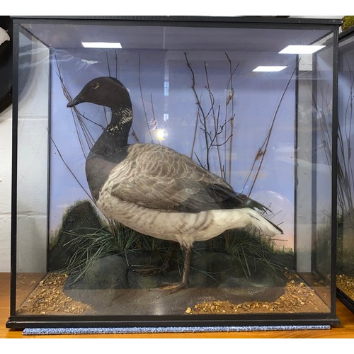 122 - Taxidermy: a cased Brent Goose                                           
ex Rothschild Collection, ... 