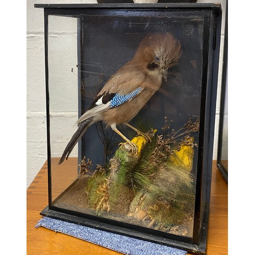 123 - Taxidermy: a cased Jay                                                   
ex Rothschild Collection, ... 