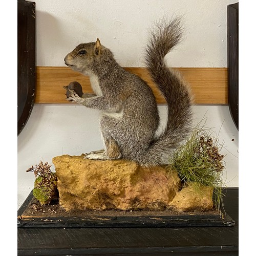 124 - Taxidermy: a mounted Grey Squirrel                             
ex Rothschild Collection, Exbury -