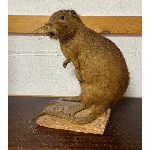 167 - A stuffed Coypu, mounted standing on a log