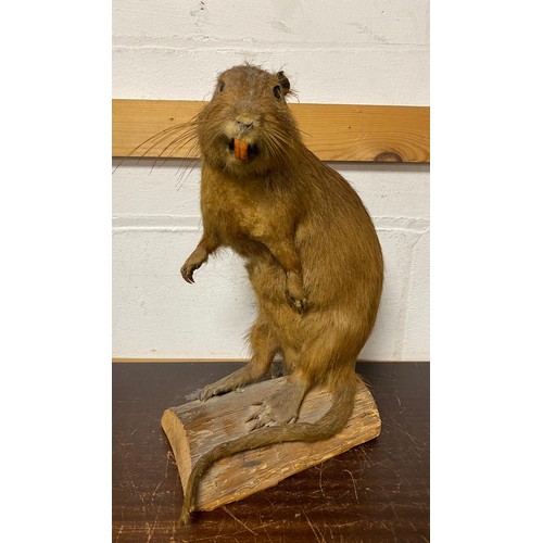 167 - A stuffed Coypu, mounted standing on a log