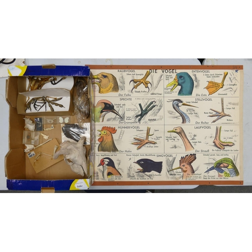 666c - Zoology A large Mixed tray of Biological specimens: