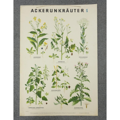 669 - A collection of 13 large Early Continental Chromollithographs Original Prints with Horticultural the... 