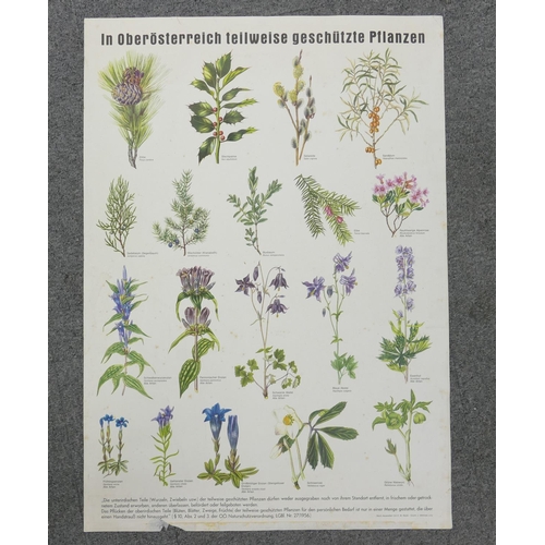 669 - A collection of 13 large Early Continental Chromollithographs Original Prints with Horticultural the... 