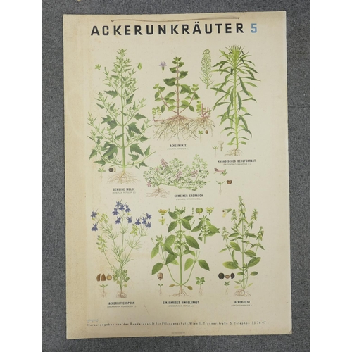 669 - A collection of 13 large Early Continental Chromollithographs Original Prints with Horticultural the... 