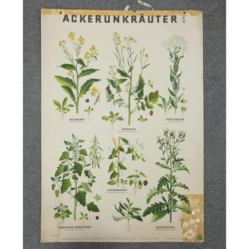 669 - A collection of 13 large Early Continental Chromollithographs Original Prints with Horticultural the... 