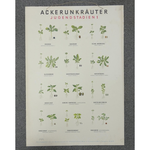 669 - A collection of 13 large Early Continental Chromollithographs Original Prints with Horticultural the... 