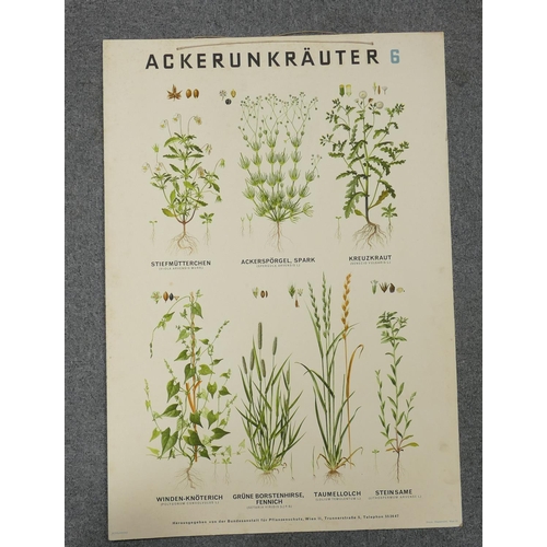 669 - A collection of 13 large Early Continental Chromollithographs Original Prints with Horticultural the... 