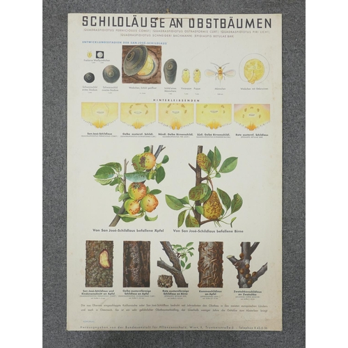 669 - A collection of 13 large Early Continental Chromollithographs Original Prints with Horticultural the... 