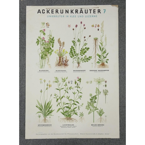 669 - A collection of 13 large Early Continental Chromollithographs Original Prints with Horticultural the... 